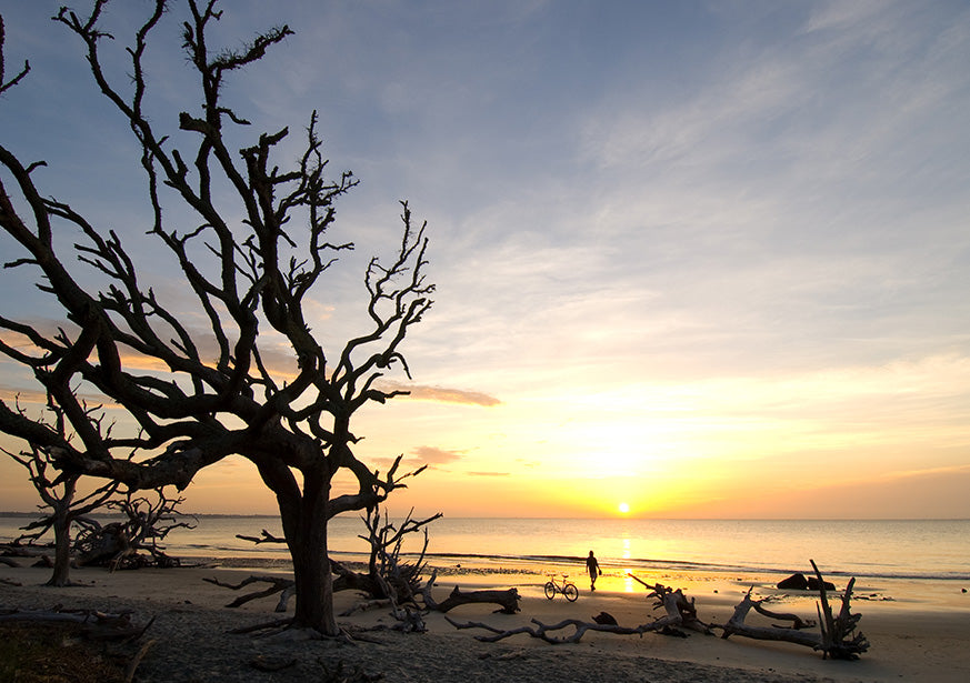 Beach Wood